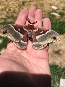 Silk moth